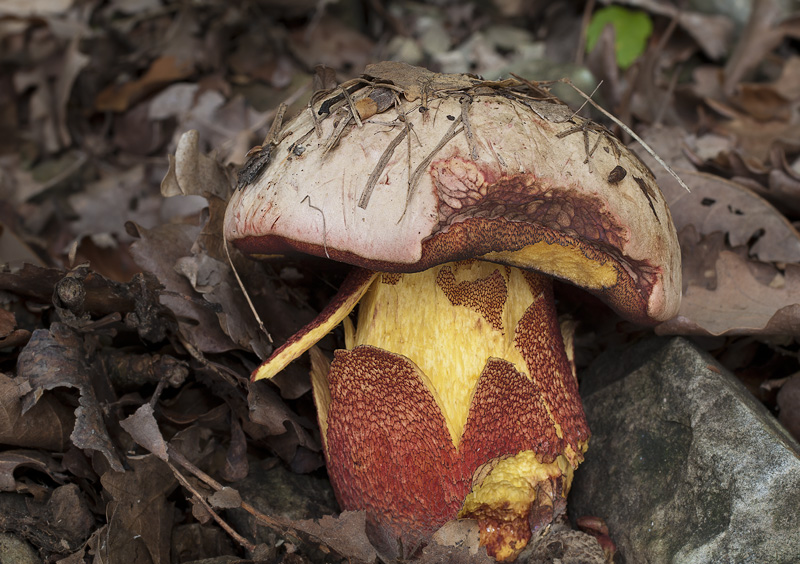 Boletus rhodoxanthus